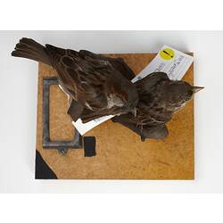 Two taxidermied sparrows mounted on a branch, with labels.