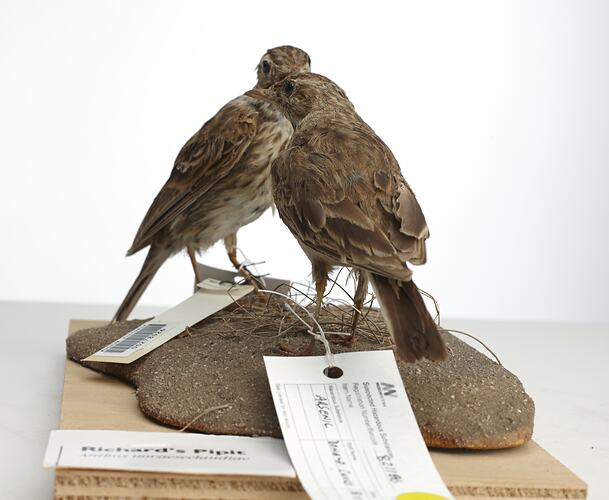 Two mounted brown birds with labels.