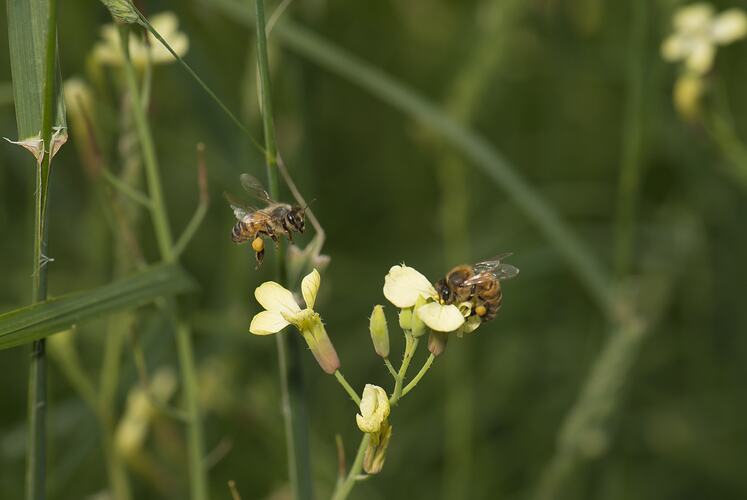 Two honeybees, one in the air, one on a flower.