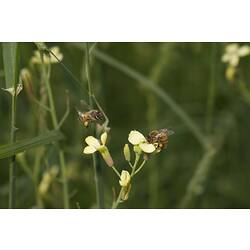 <em>Apis (Apis) mellifera</em> Linnaeus, 1758, European Honey Bee