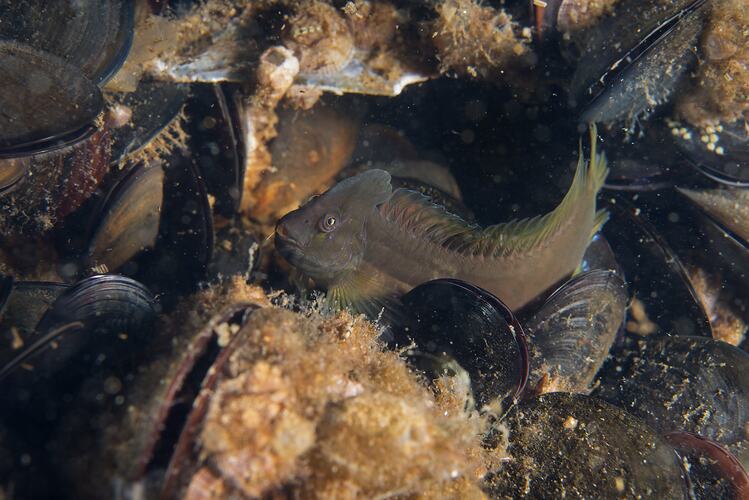Dark fish in shell bed.