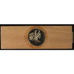 Underside of wooden microslide containing bryozoan specimen,