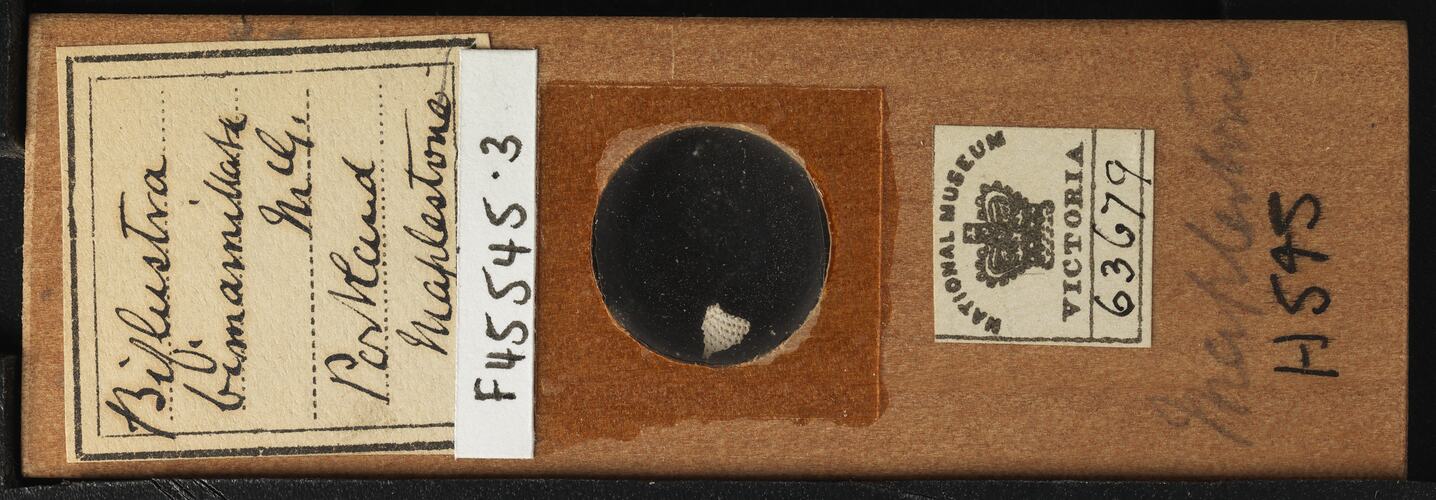 Bryozoan specimen in wooden microslide with handwritten labels.