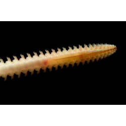 Pale orangey worm with multiple bristled legs.