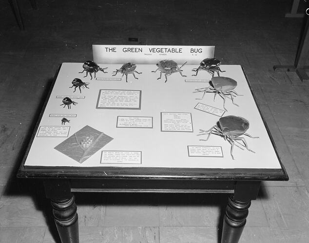 Green vegetable bug display, Science Museum, Melbourne, 1970s