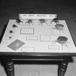 Negative - Green Vegetable Bug Display, Science Museum, Melbourne, 1970s