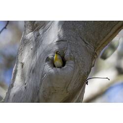 Black, white and yellow bird in tree hollow.