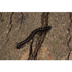 Black millipede on bark.