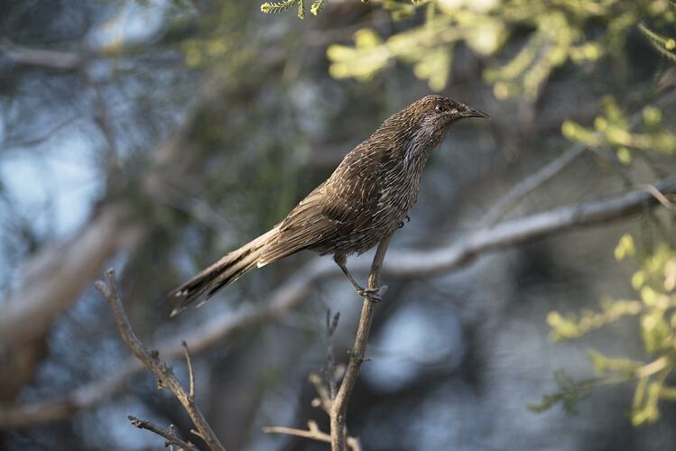 Side view of brown bird with pointy beak on branch.