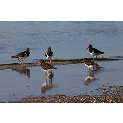 Black and white birds with red beaks standing in shallow water.
