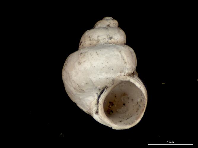 Aperture view of white snail shell with round aperture.