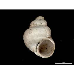 Aperture view of white snail shell with round aperture.