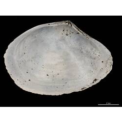 Interior view of single bivalve valve.