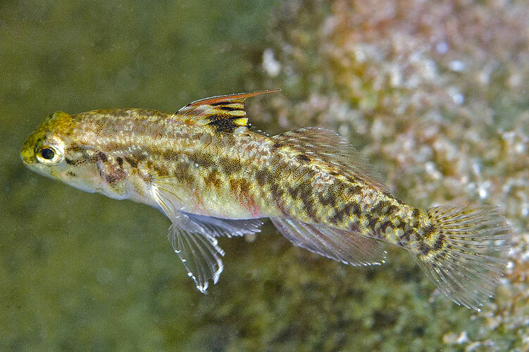 Narrow mottled yellow and brown fish.