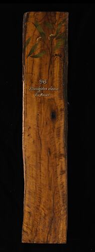 Timber Sample - Acorn Mallee, Eucalyptus oleosa, Victoria, 1885