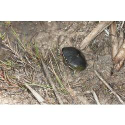 <em>Chelodina longicollis</em>, Eastern Long-necked Turtle. Dutson Downs, Victoria.