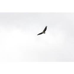 <em>Haliaeetus leucogaster</em>, White-bellied Sea-eagle, juvenile. Gippsland, Victoria.