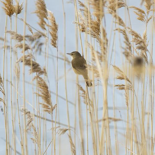 Small brown bird perched on long grass.