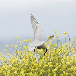 White and grey bird in flight above yellow bush.