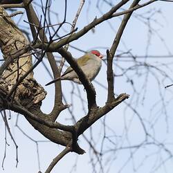 Grey-green bird with red face on branch.