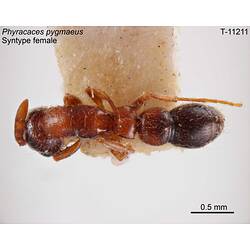 Ant specimen, female, dorsal view.