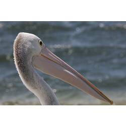 Head of pelican in front of water.