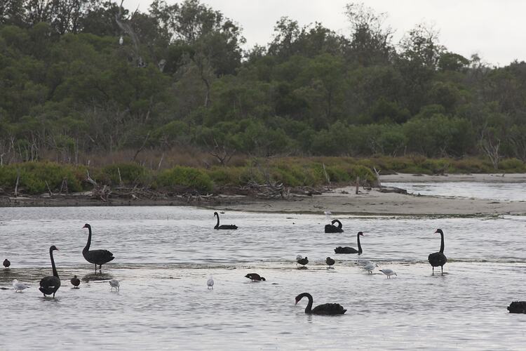 <em>Cygnus atratus</em>, Black Swan and <em>Chroicocephalus novaehollandiae</em>, Silver Gull. Gippsland Lakes, Victoria.
