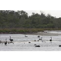 <em>Cygnus atratus</em>, Black Swan and <em>Chroicocephalus novaehollandiae</em>, Silver Gull. Gippsland Lakes, Victoria.