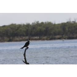 <em>Microcarbo melanoleucos</em>, Little Pied Cormorant. Gippsland Lakes, Victoria.