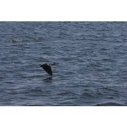 <em>Microcarbo melanoleucos</em>, Little Pied Cormorant. Gippsland Lakes, Victoria.