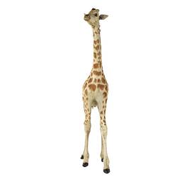 Front view of juvenile giraffe specimen.
