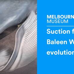 How suction feeding preceded filtering in baleen whale evolution