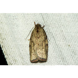 <em>Euchaetis inceptella</em>, moth. Murray Explored Bioscan.