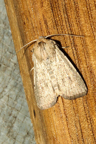 <em>Leucania uda</em>, moth. Murray Explored Bioscan.