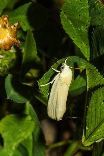 <em>Earias chlorodes</em>, moth. Murray Explored Bioscan.