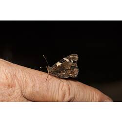 Butterfly on a finger.