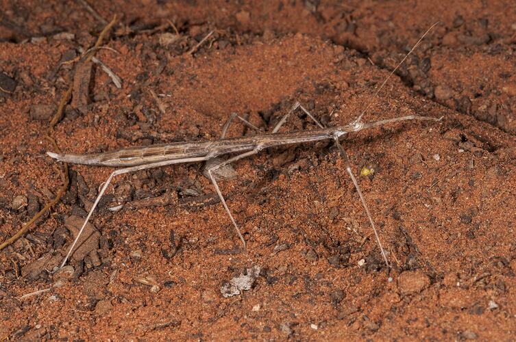 Dorsal view of stick insect on redish soil.