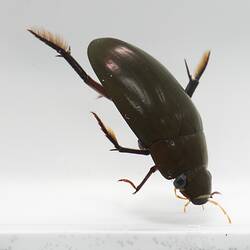 Water Scavenger Beetle.