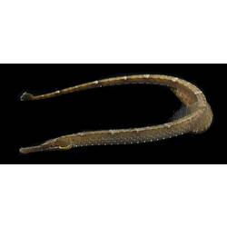 Mother-of-pearl pipefish.