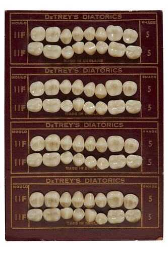 Artificial Teeth - Porcelain Cuspid & Molar, DeTrey's Diatorics, circa 1925