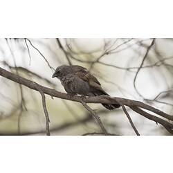 Brown-black bird on branch.