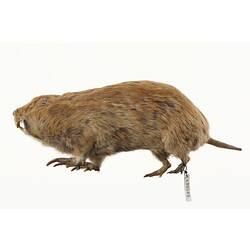 Side view of taxidermied gopher specimen with cheek pouches held open.