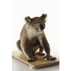 Taxidermied koala mount sitting on wooden board.