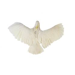 Top view of white cockatoo specimen mounted as though in flight.