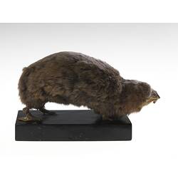 Side view of blind mole rat specimen mounted on wooden base.