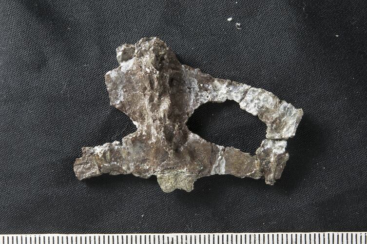 Grey fossil on black cloth.