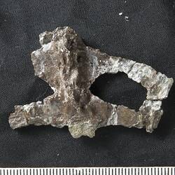 Grey fossil on black cloth.