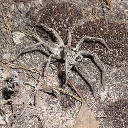 Wolf Spider, female.