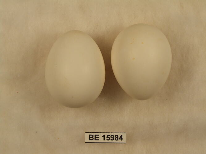 Two bird eggs with specimen label.