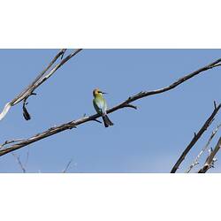 <em>Merops ornatus</em>, Rainbow Bee-eater. Wyperfeld National Park, Victoria.